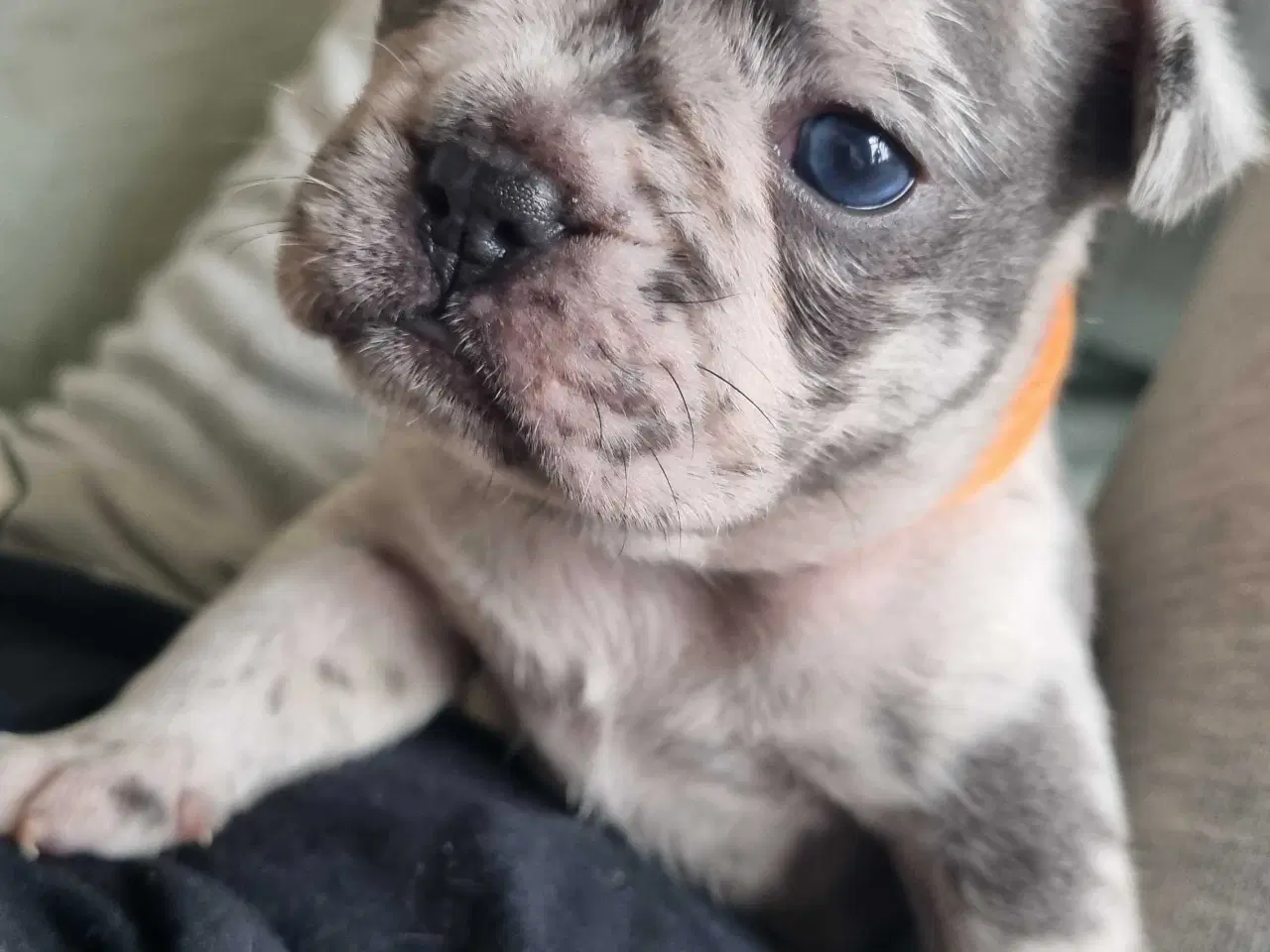 Billede 5 - Fransk bulldog hvalpe