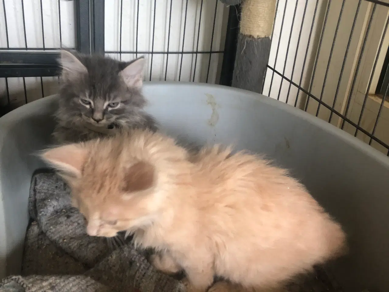 Billede 6 - Maine coon killing unden travle