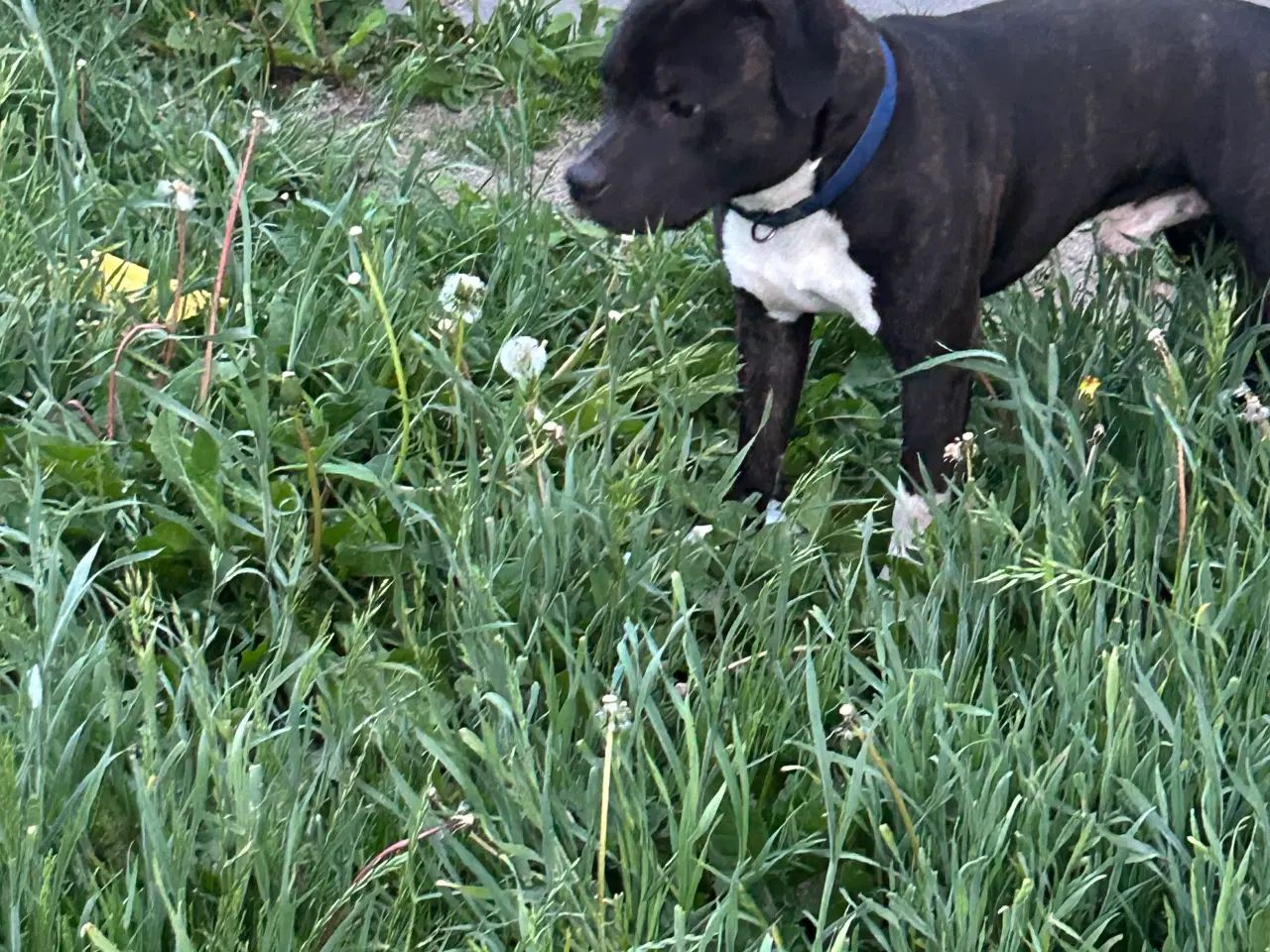 Billede 3 - Engelsk Staffordshire Bull Terrier