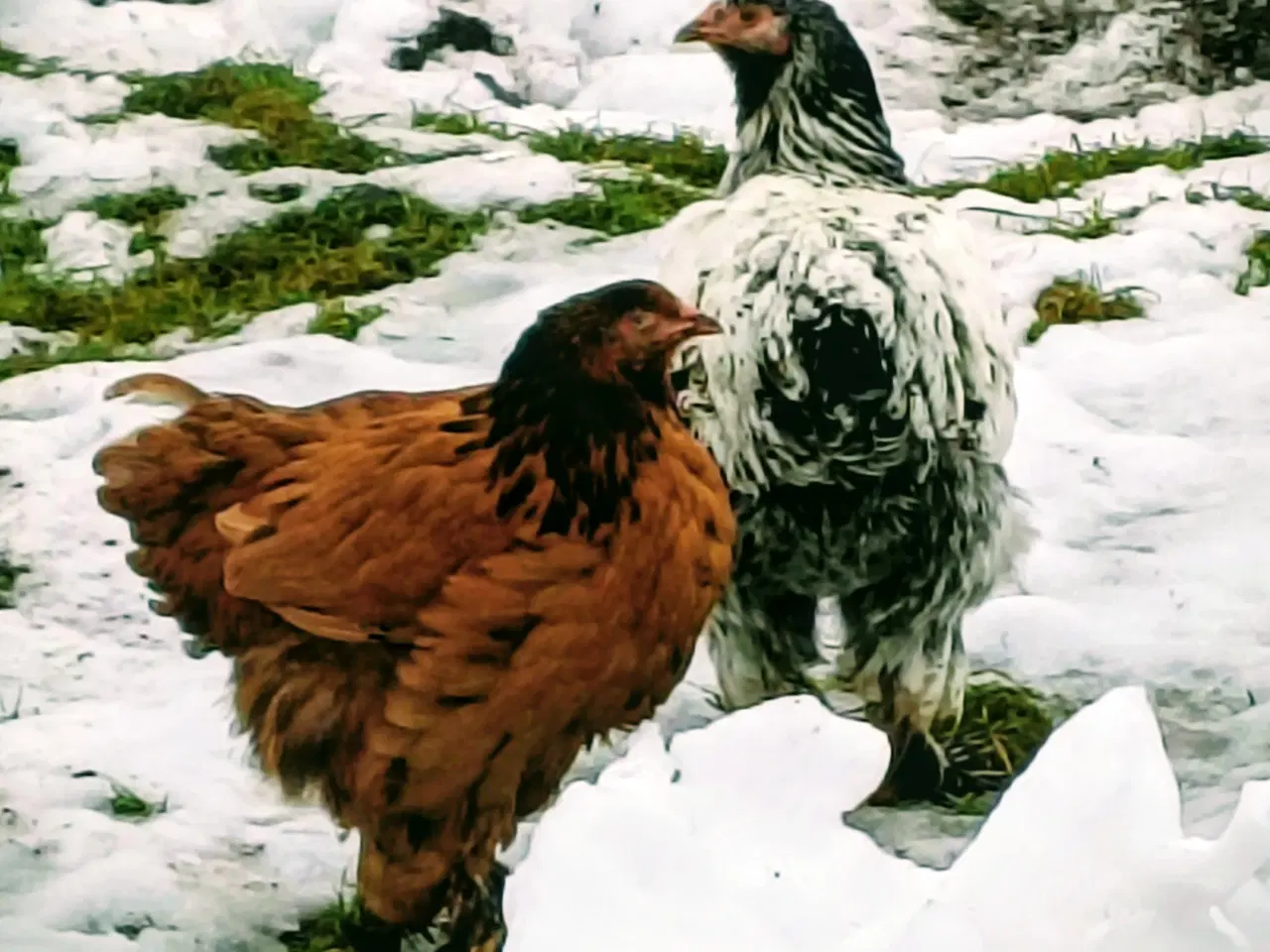 Billede 5 - Brahma høns/Haner