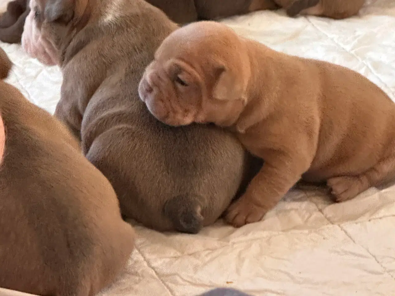 Billede 24 - English bulldog