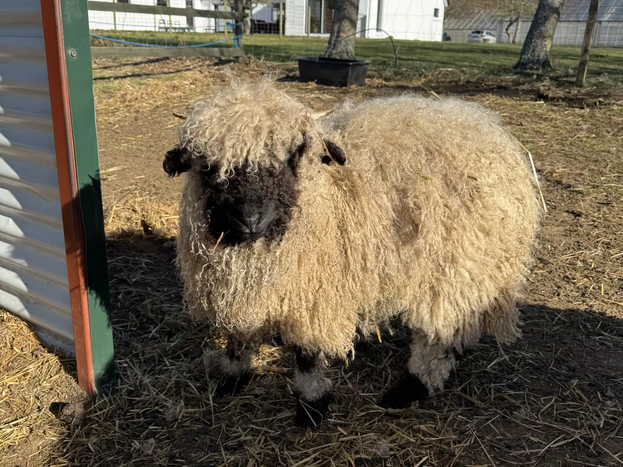 Billede 16 - Valais Blacknose gimmerlam 