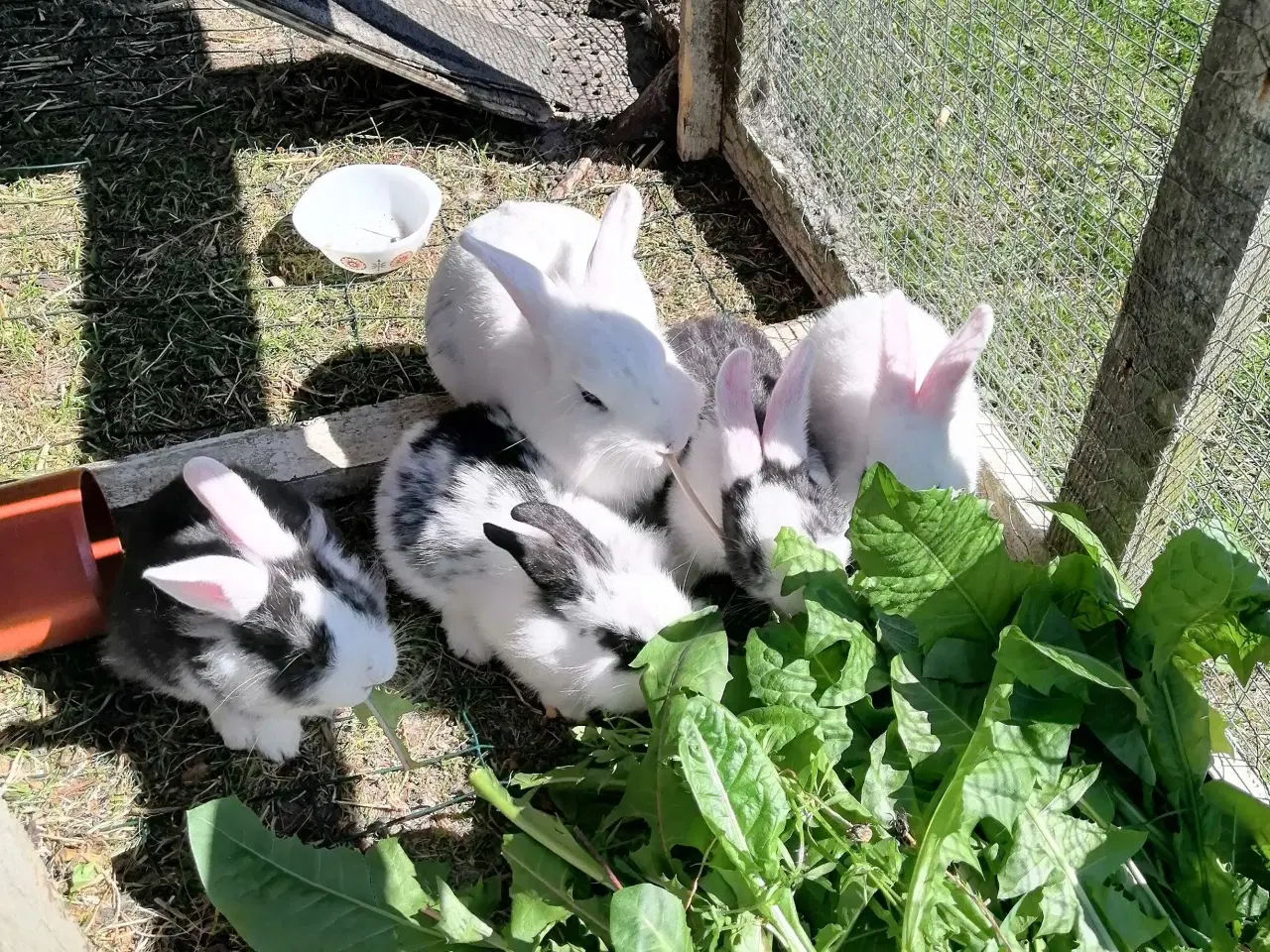 Billede 5 - Kanin unger