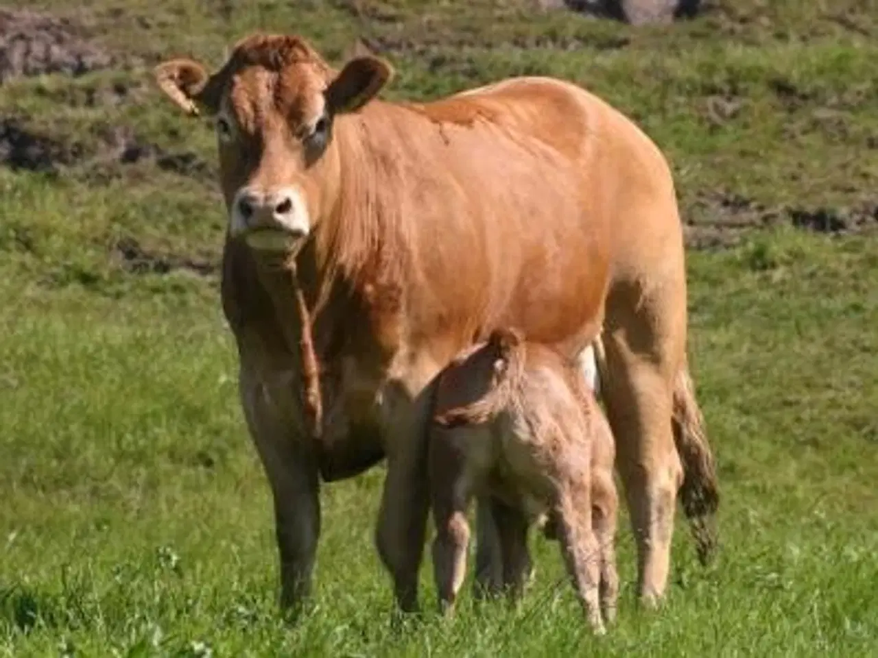 Billede 1 - Kødkvæg købes