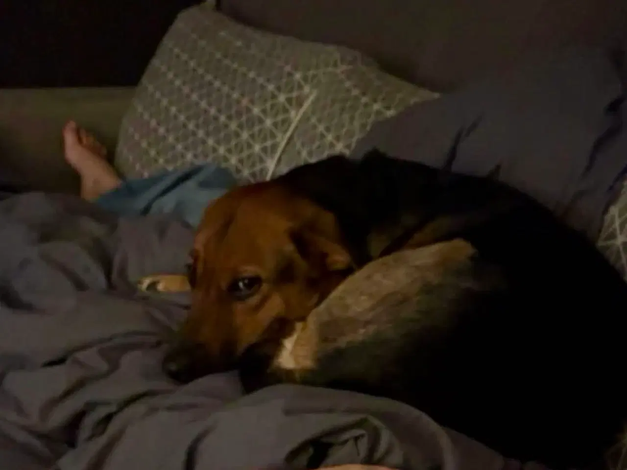 Billede 4 - Sødeste Nico-pigen leder efter ny familie 🩷