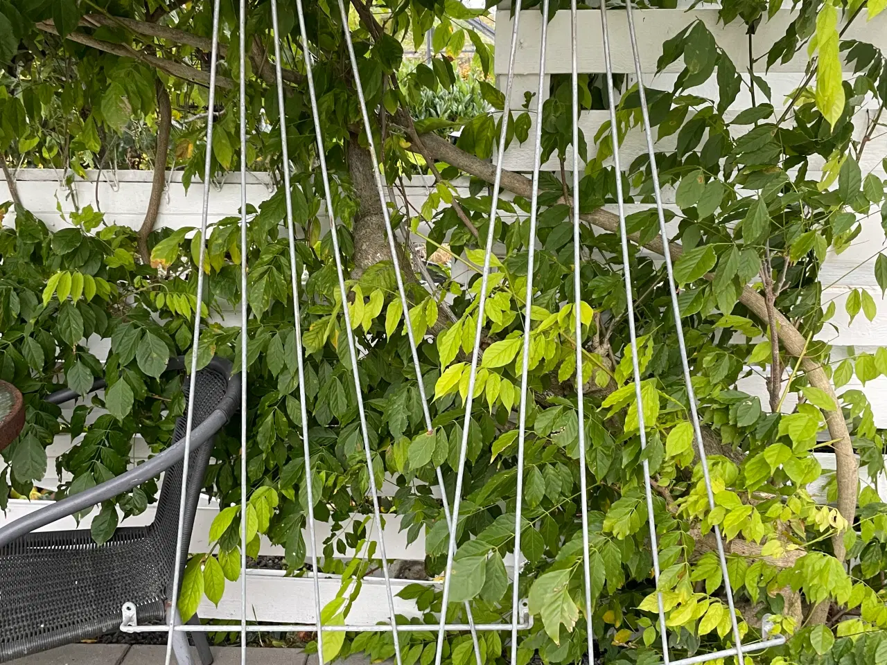 Billede 2 - 2 stk. espalier