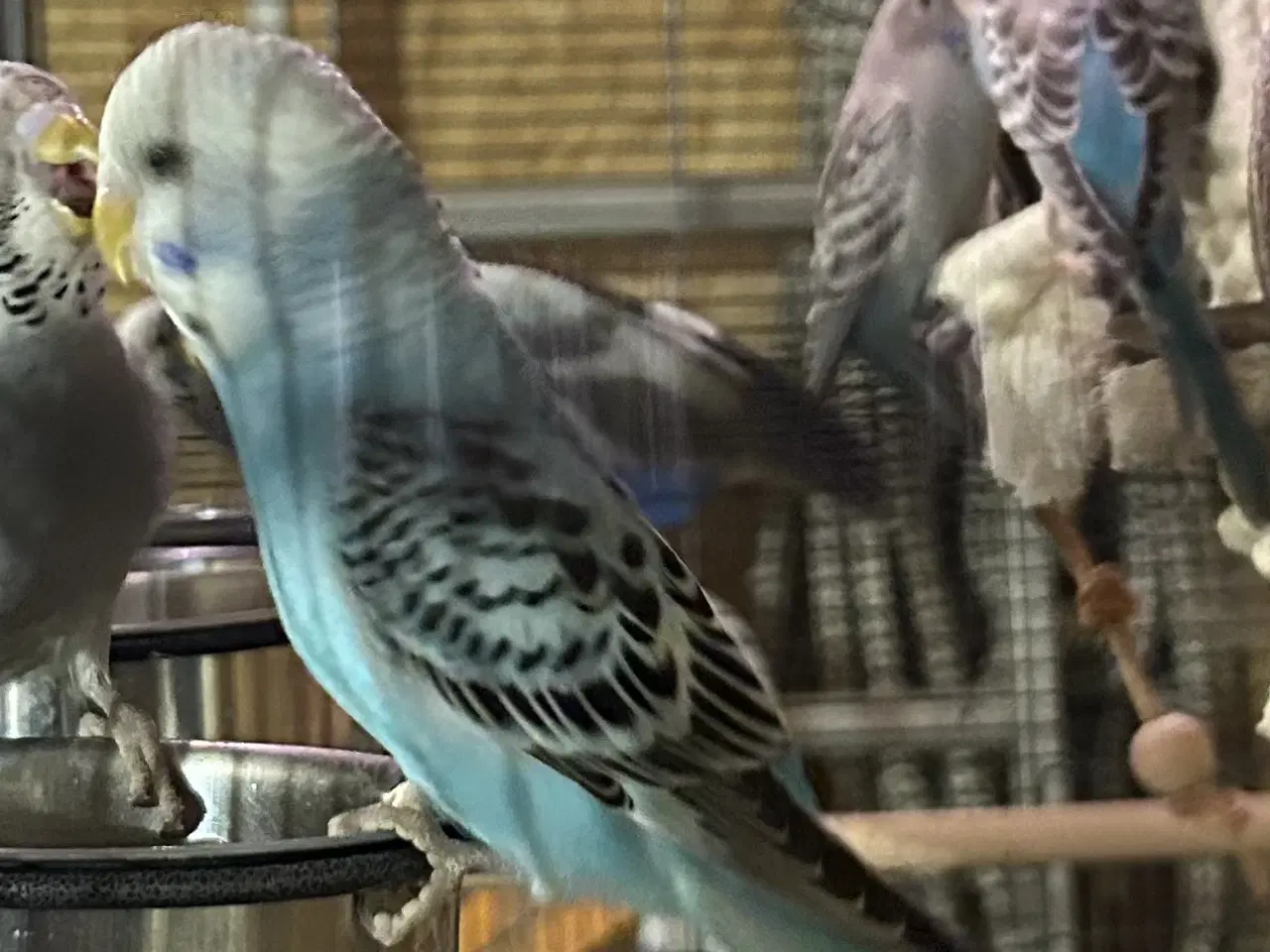 Billede 3 - Håndteret undulat unger