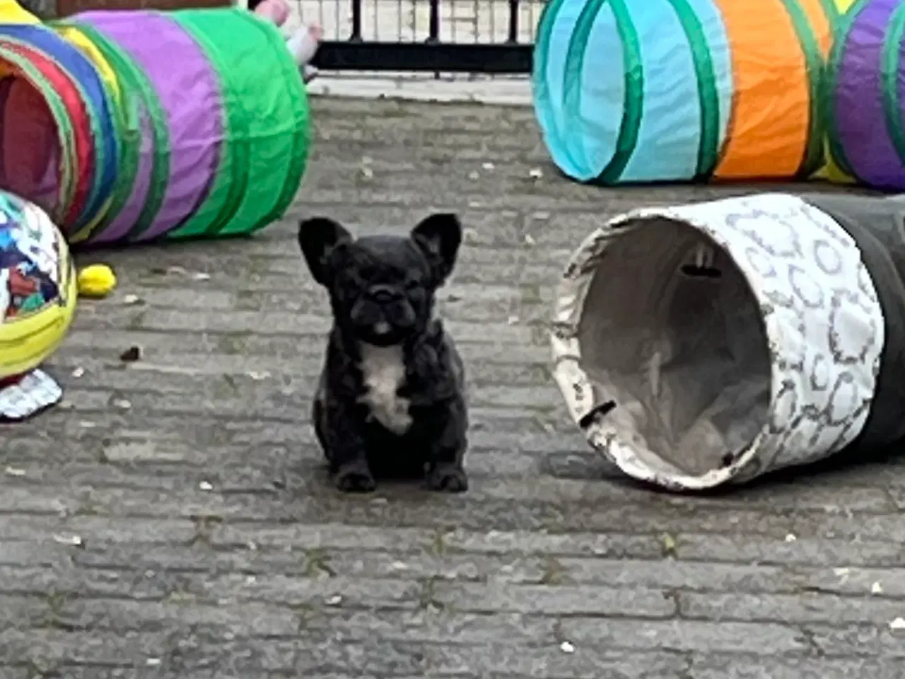 Billede 5 - Fluffy fransk bulldog med stamtavle
