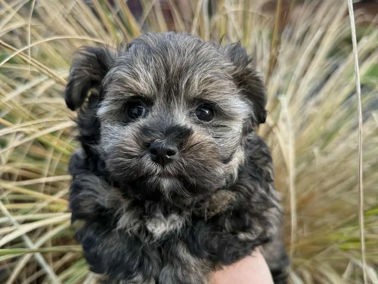 Billede 4 - Reserveret til Søndag Allergivenlig taskehund