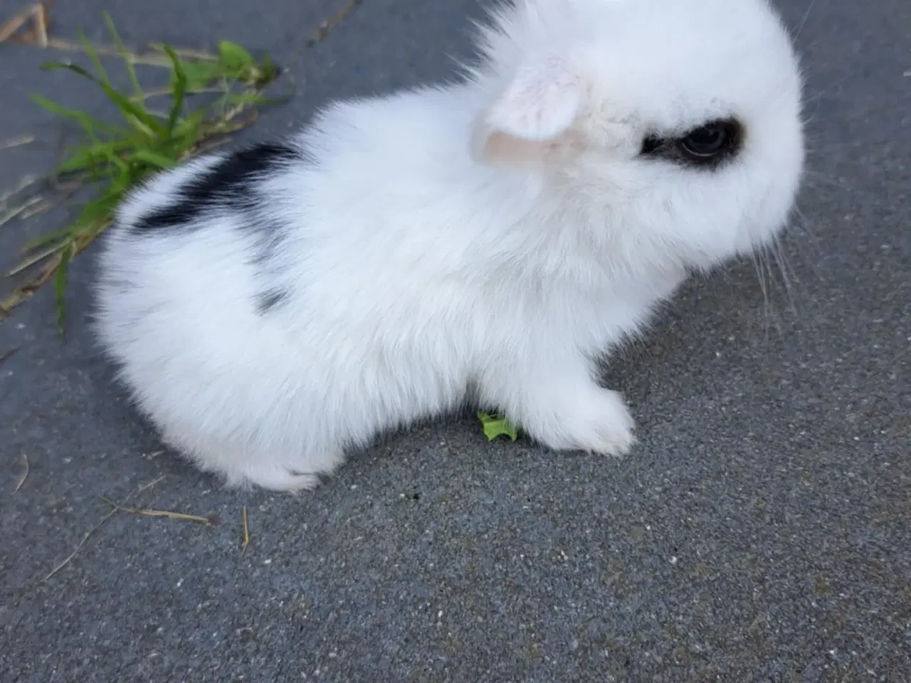 Billede 4 - Minilop, 0 år