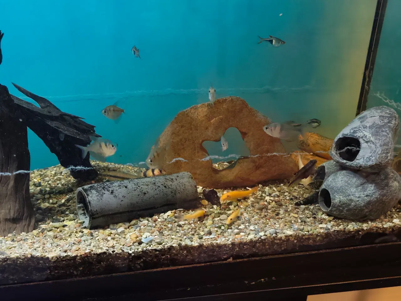 Billede 2 - Akvarie fisk 