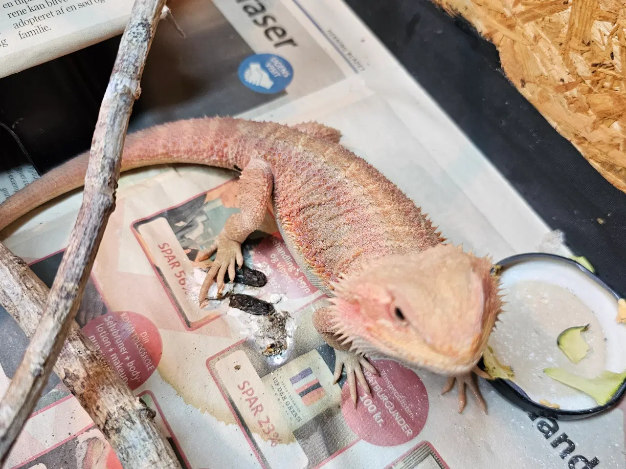 Billede 8 - HASTER skægagame unger 3 mdr gamle 😊