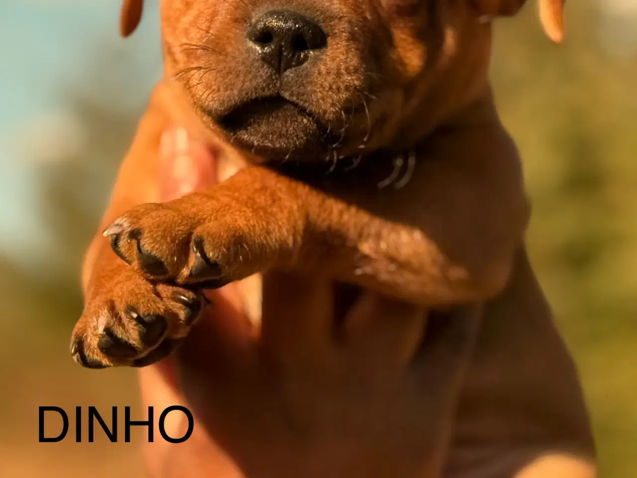 Billede 5 - Staffordshire Bull Terrier Hvalpe m. fin Stamtavle