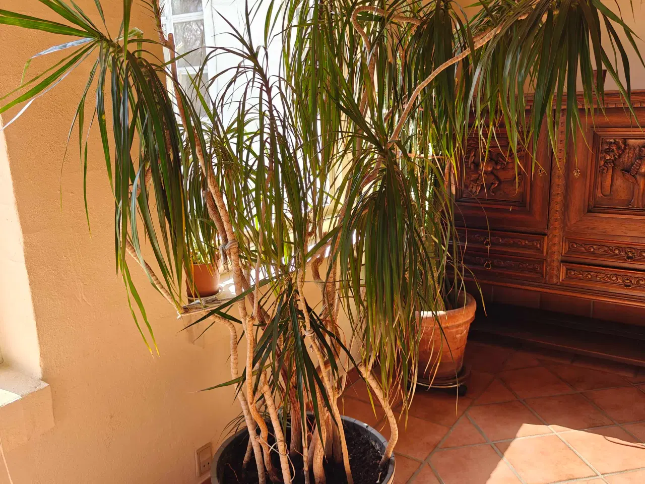 Billede 2 - Tre store Dracaena marginata,