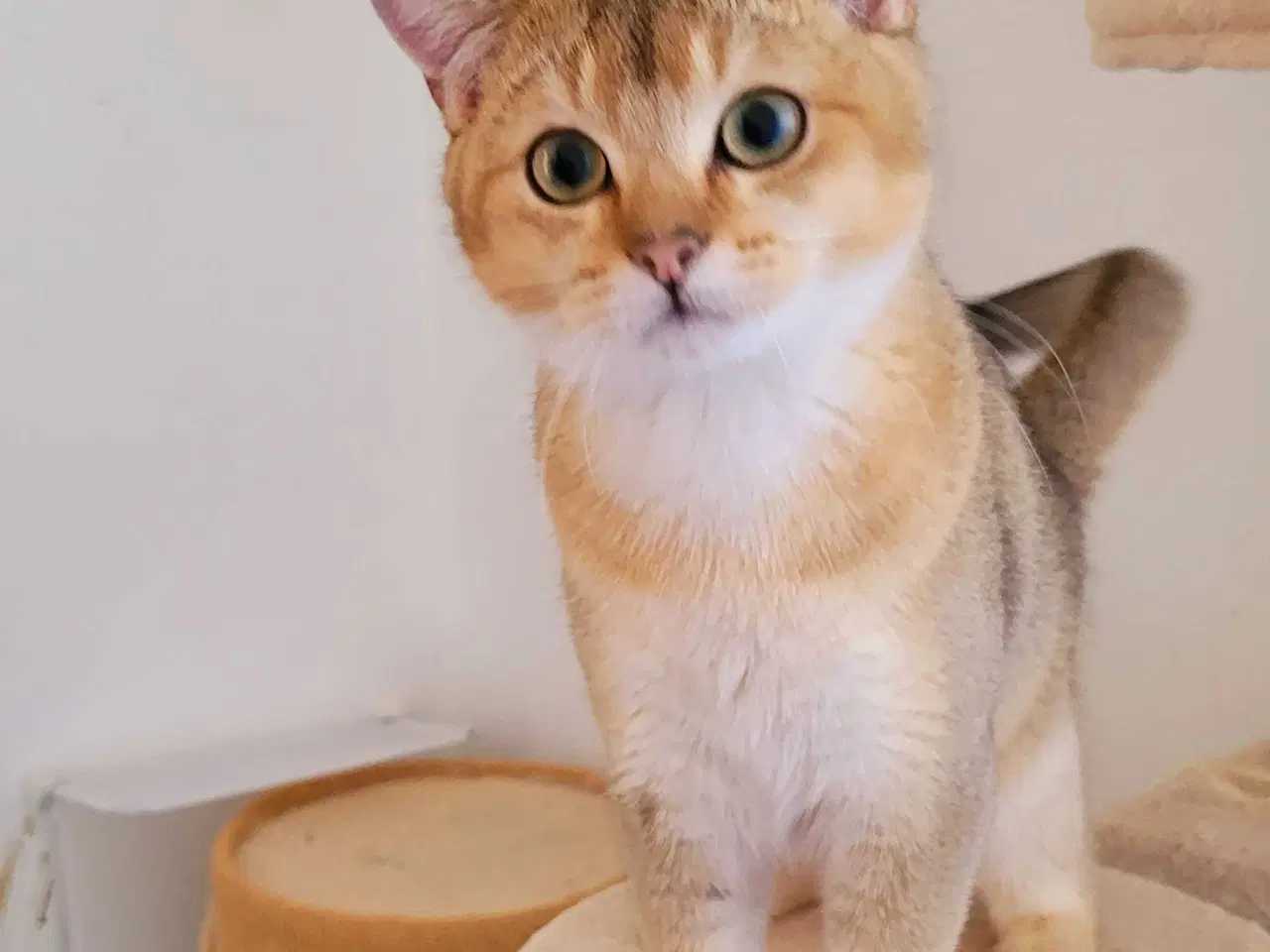 Billede 1 - British Shorthair hankat med stamtavle