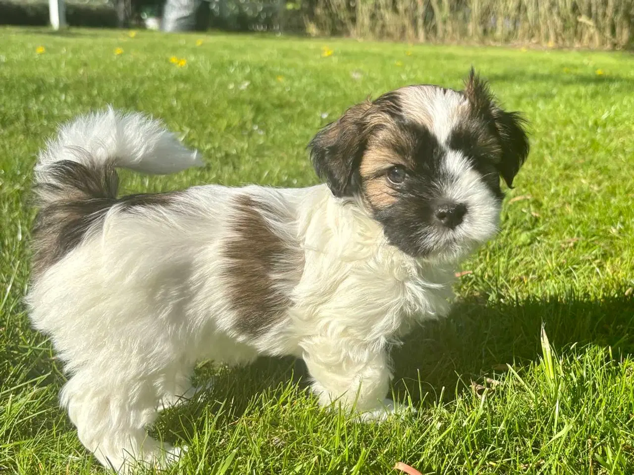Billede 10 - Skønne Bichon Havanais-hvalpe