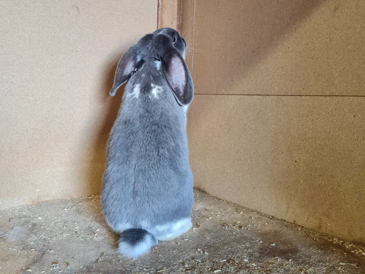 Billede 6 - Fransk vædder pige søger nyt hjem 🐰