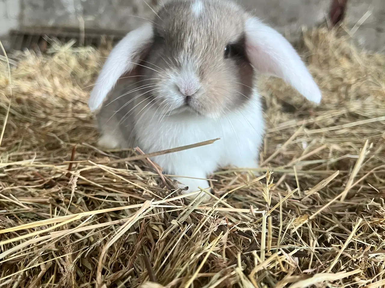 Billede 2 - Minilop på 8 uger 