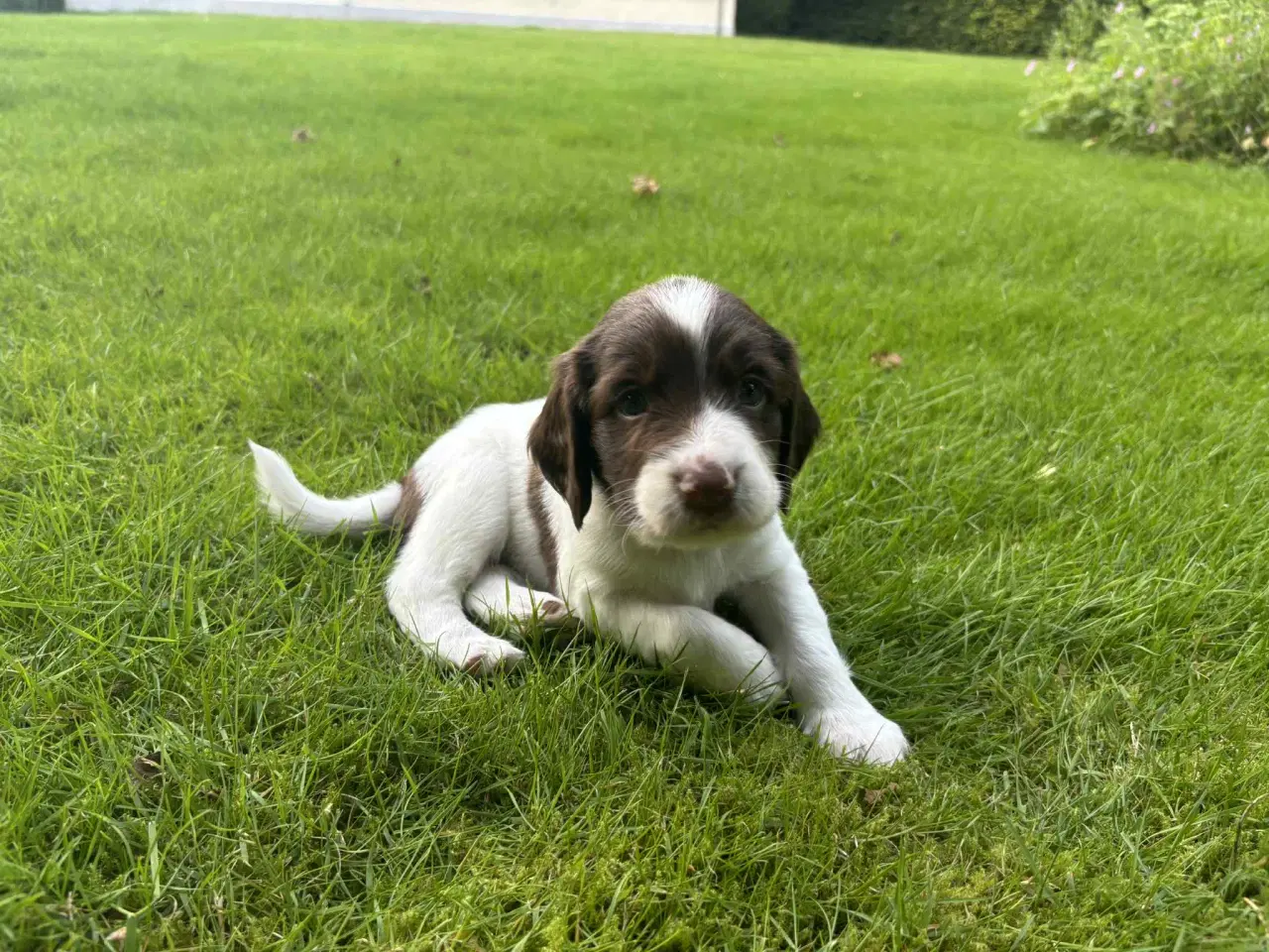 Billede 10 - FT Springer Spaniel hvalpe 