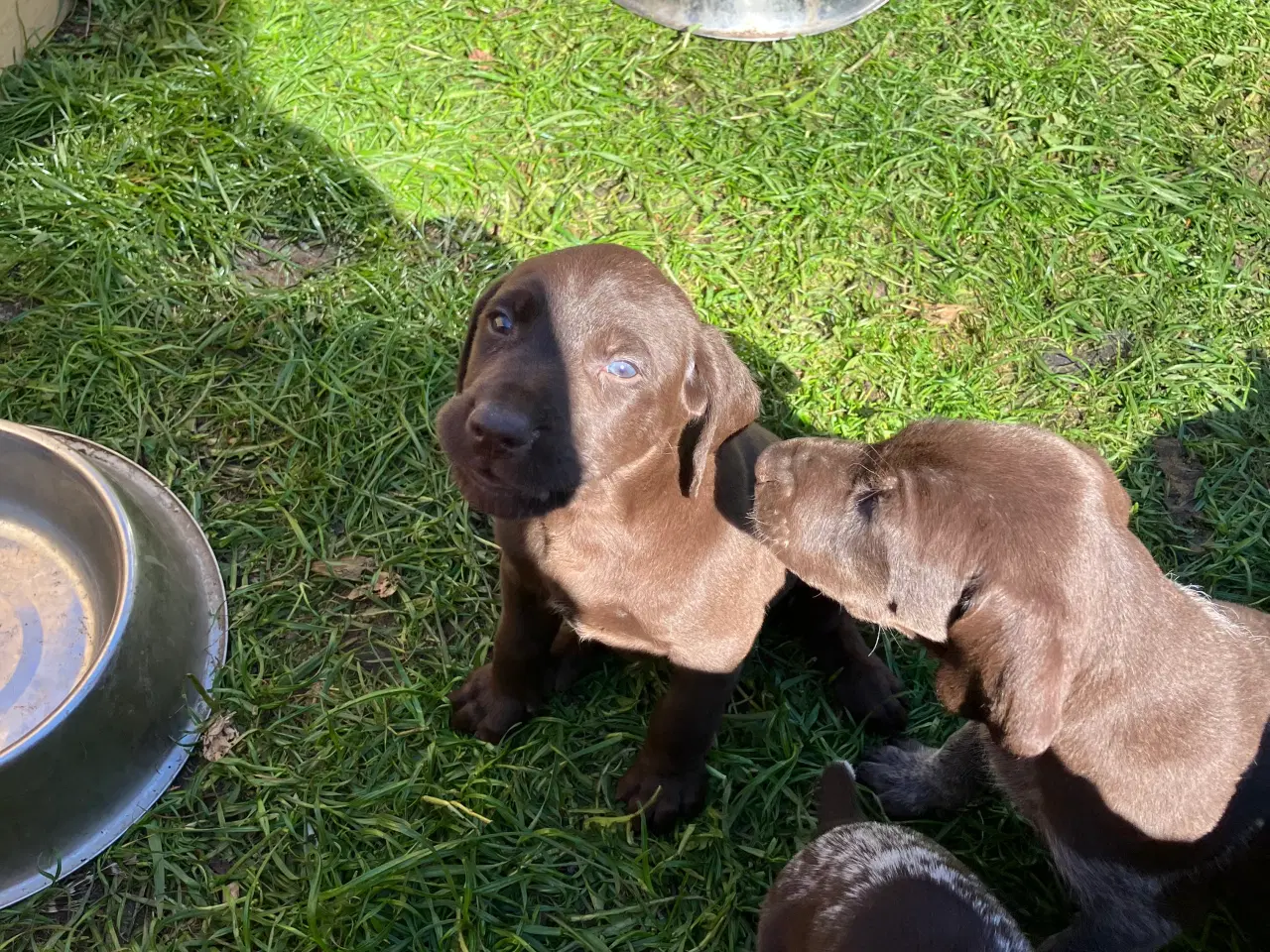Billede 2 - Tysk korthåret hønsehund