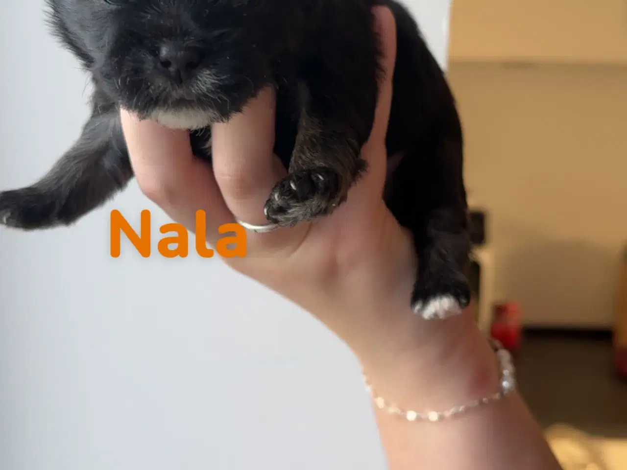 Billede 6 - 🐶 6 familiehvalpe søger deres helt eget hjem 🐶