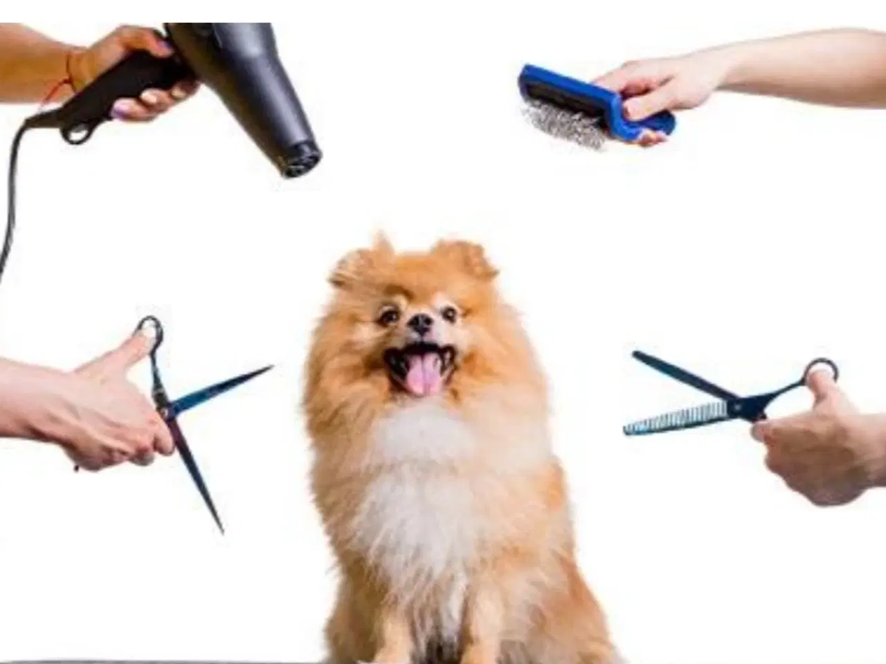 Billede 1 - Hunde Klipping 