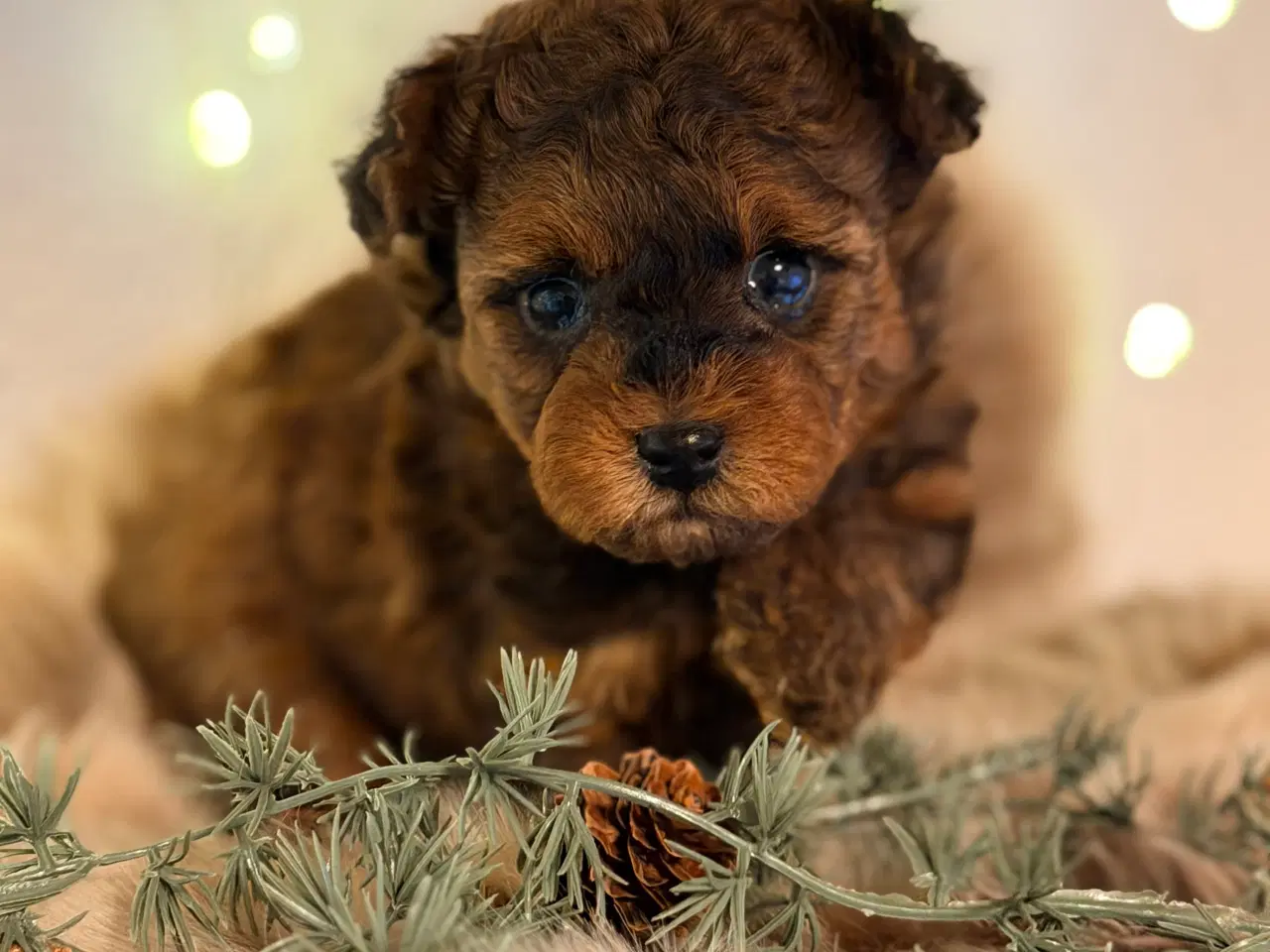 Billede 2 - Pomapoo F1B