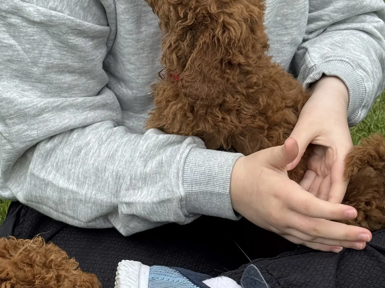 Billede 4 - Skønne Doodl hvalpe klar til nye familier 🥰❤️