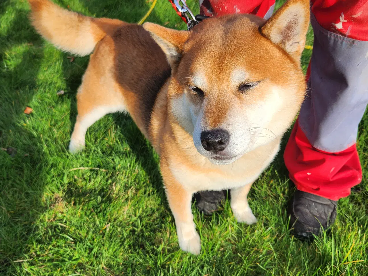 Billede 13 - Shiba inu hvalpe