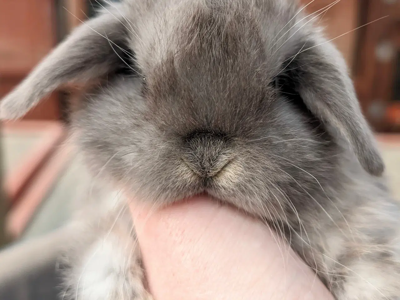 Billede 2 - Minilop kaninunge sælges 