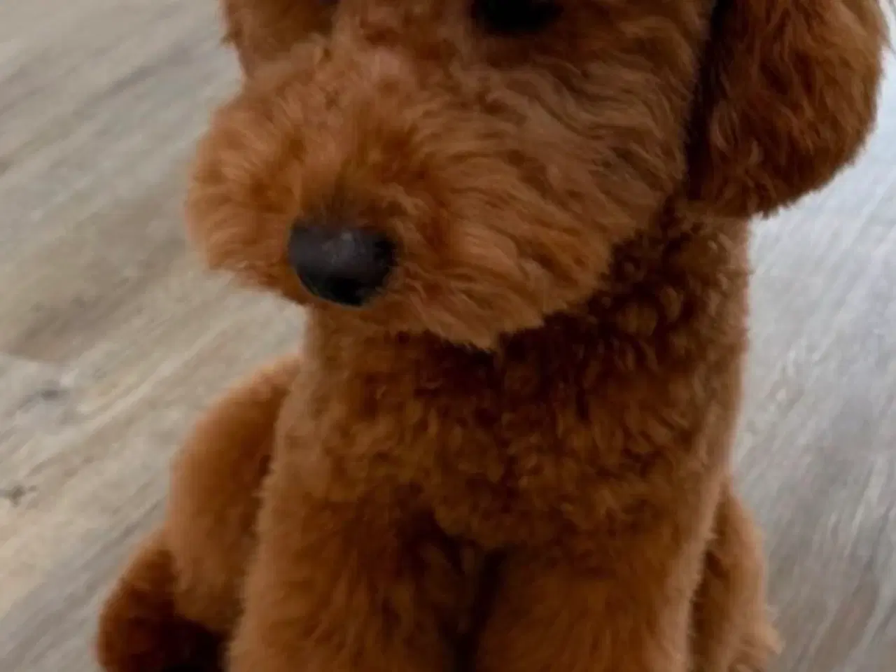 Billede 5 - 🐶Små Maltipoo hvalpe til salg🐶