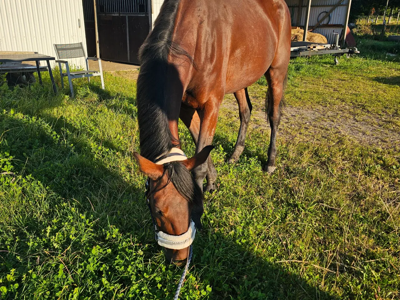 Billede 7 - Traver, hoppe, 5 år 