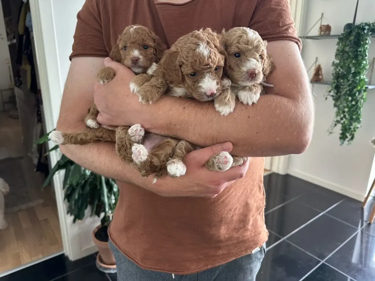 Billede 15 - Vores 2 dværgpuddel har fået 3 hundehvalpe 