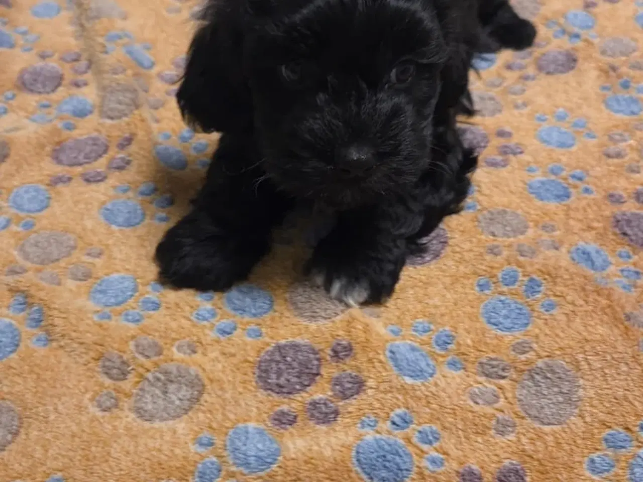 Billede 9 - Søde Maltipoo hvalpe søger nye hjem