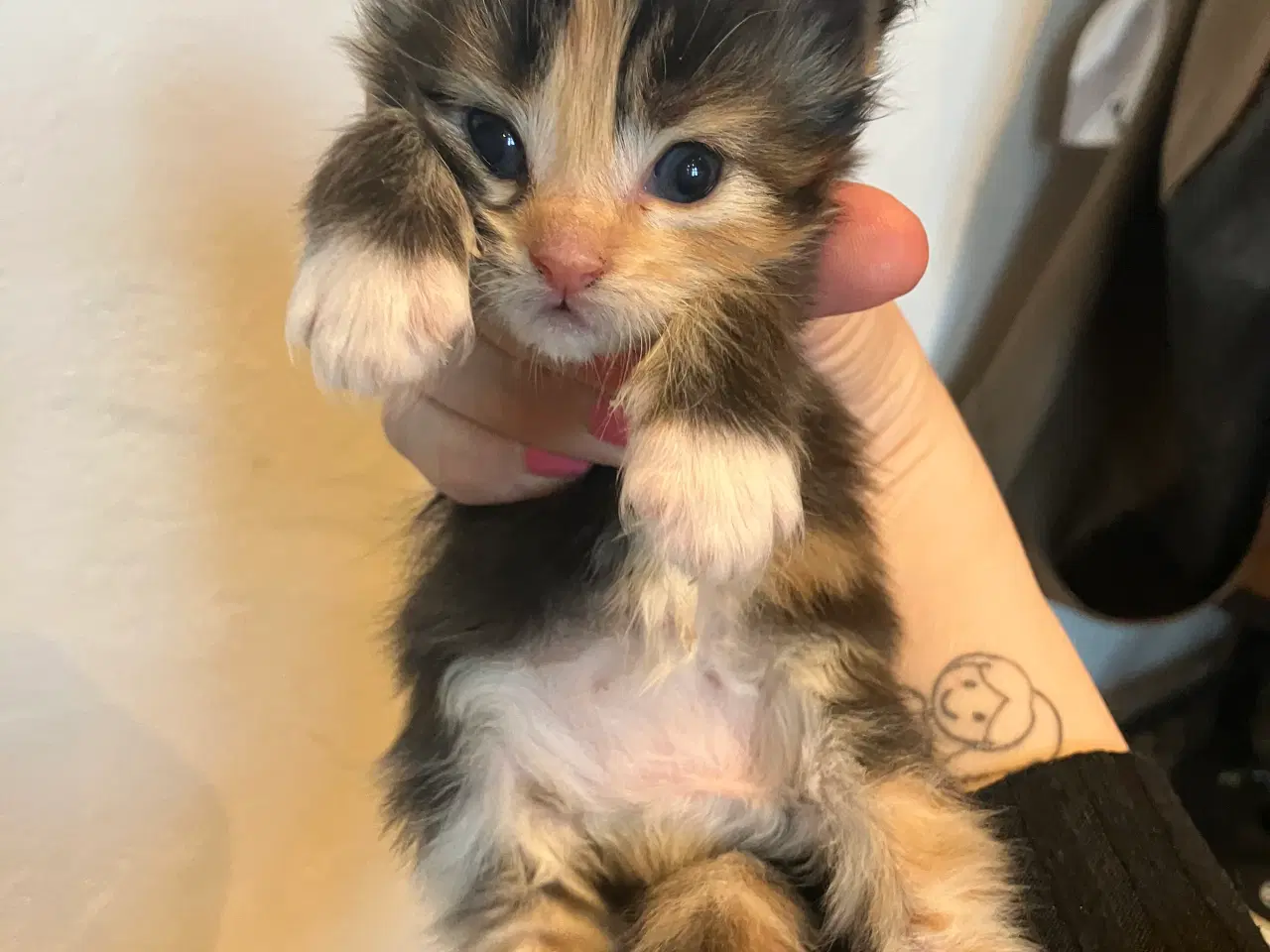 Billede 3 - Fineste Maine Coon hunkat