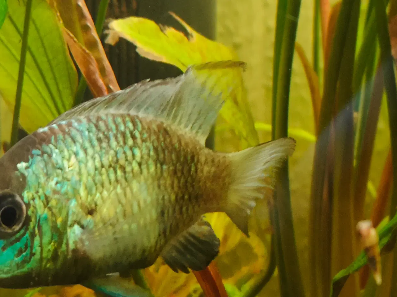 Billede 2 - Electric blue acara hun 