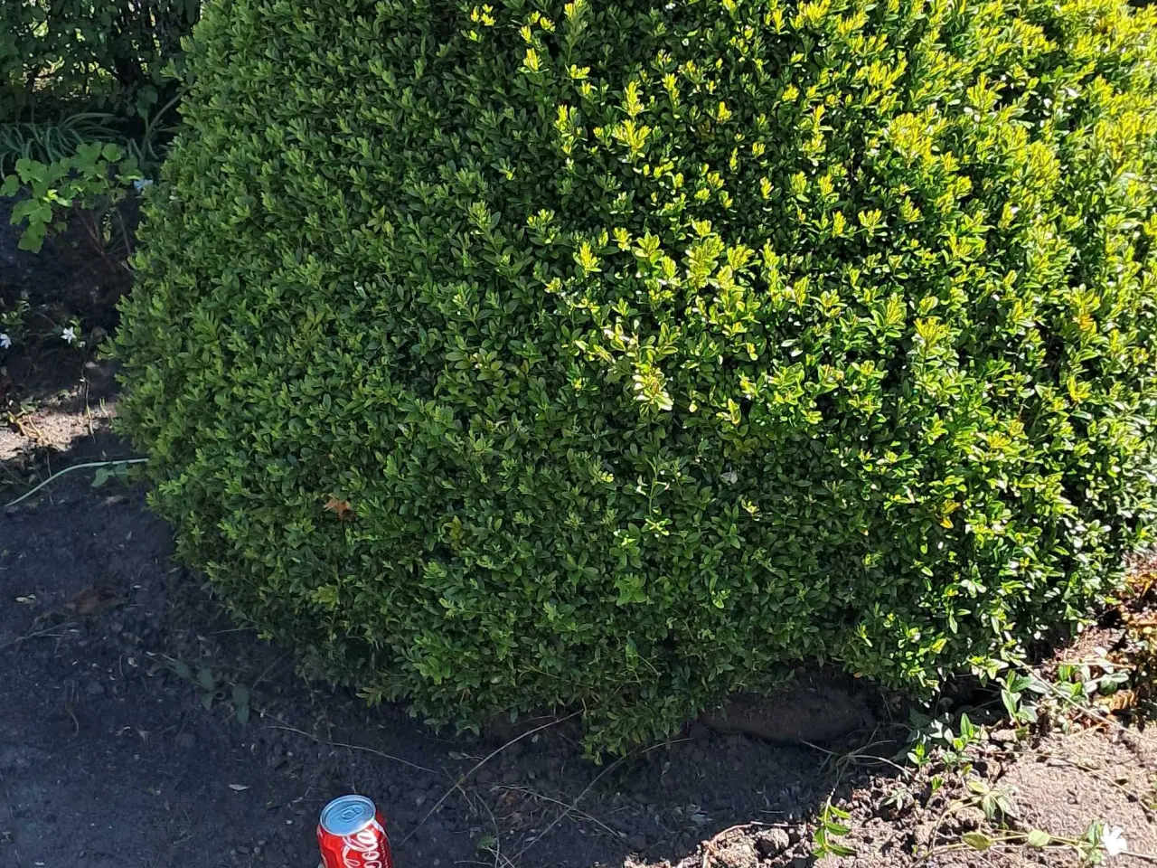 Billede 4 - Store sten og haveplanter bortgives 