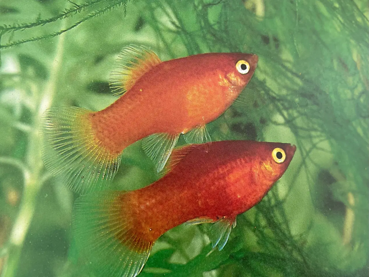 Billede 19 - Akvarie Bogen 