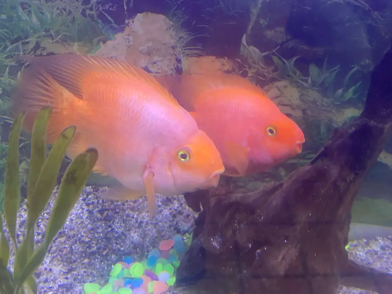 Billede 3 - papegøjefisk