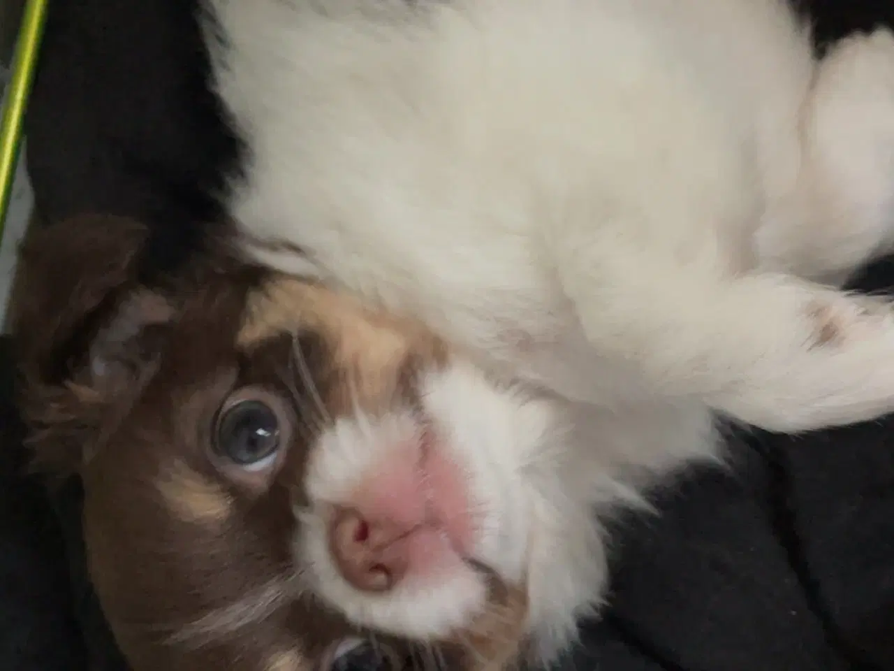 Billede 1 - Langhåret han hvalp