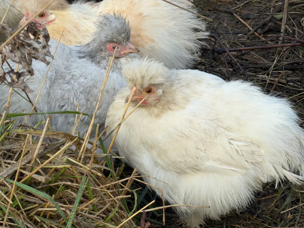 Billede 1 - Silker mellem- stor