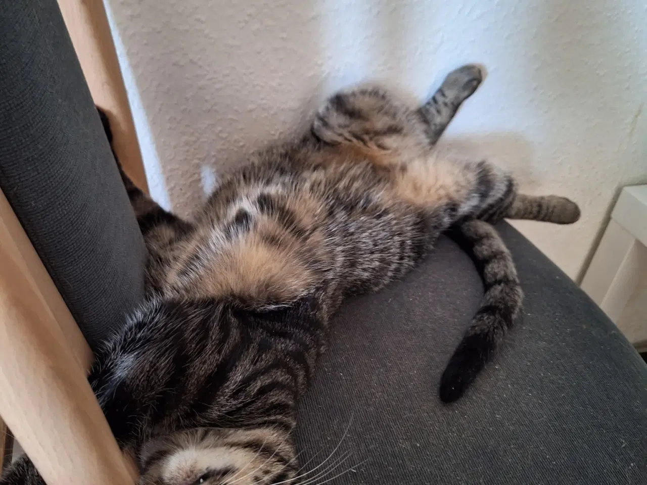 Billede 4 - Kælen Kat