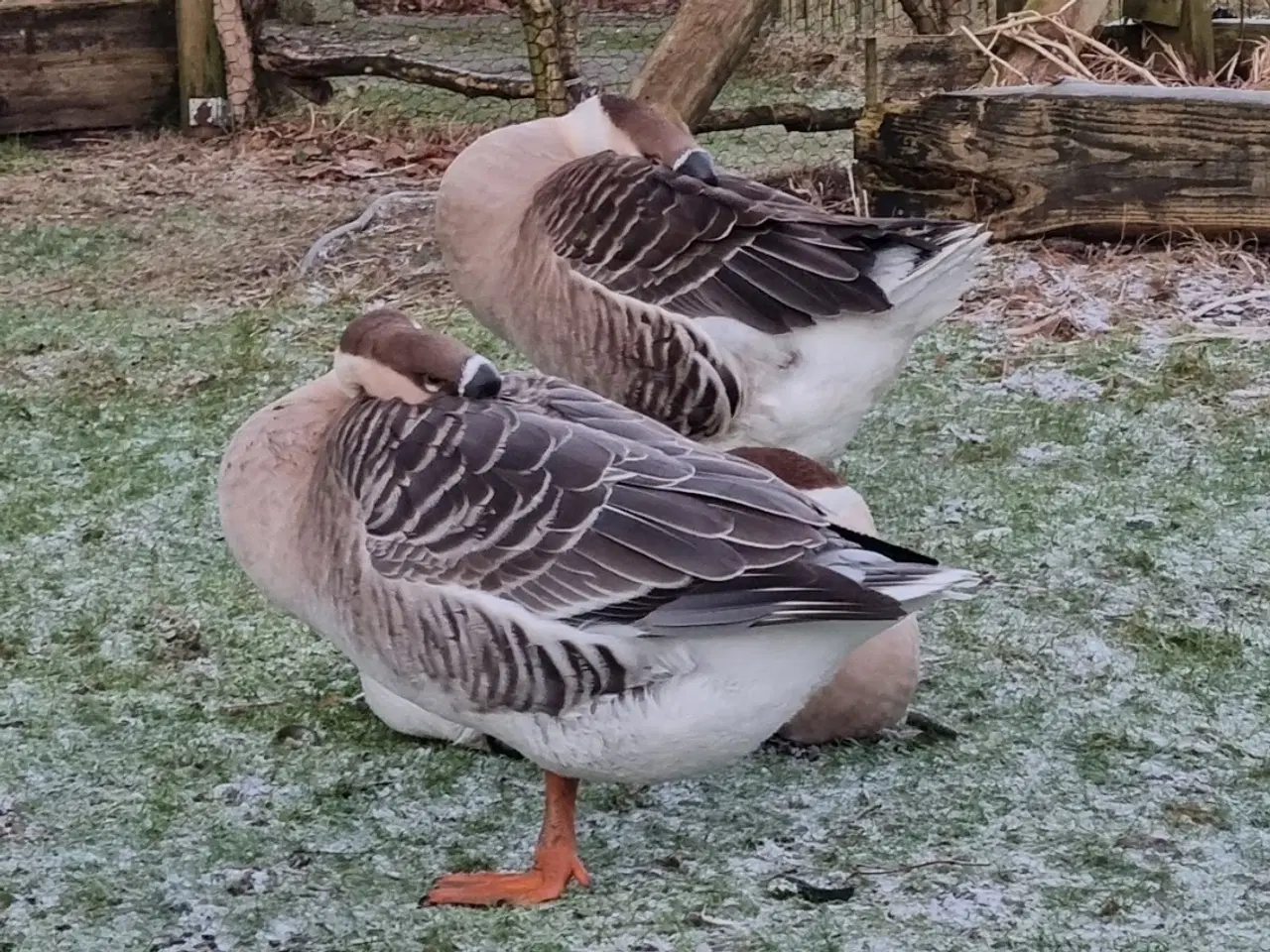Billede 7 - Svanegæssene fra AnimalCall
