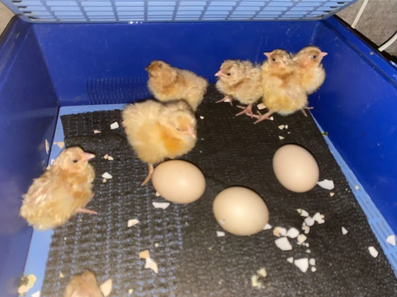 Billede 4 - Rugeæg og kyllinger fra Gul Orpington- stor race