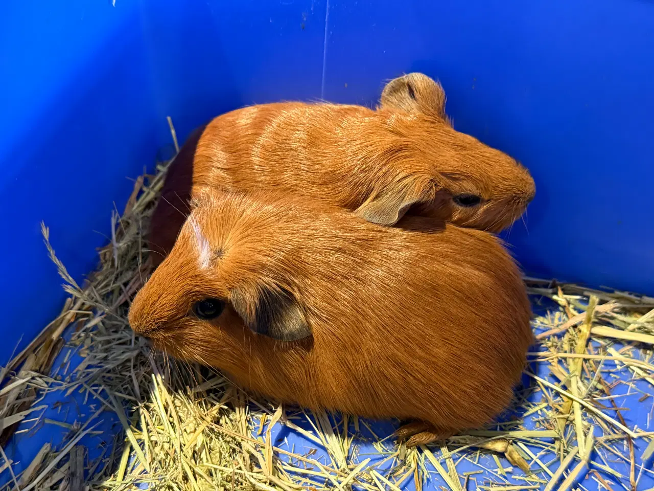 Billede 1 - Marsvin piger