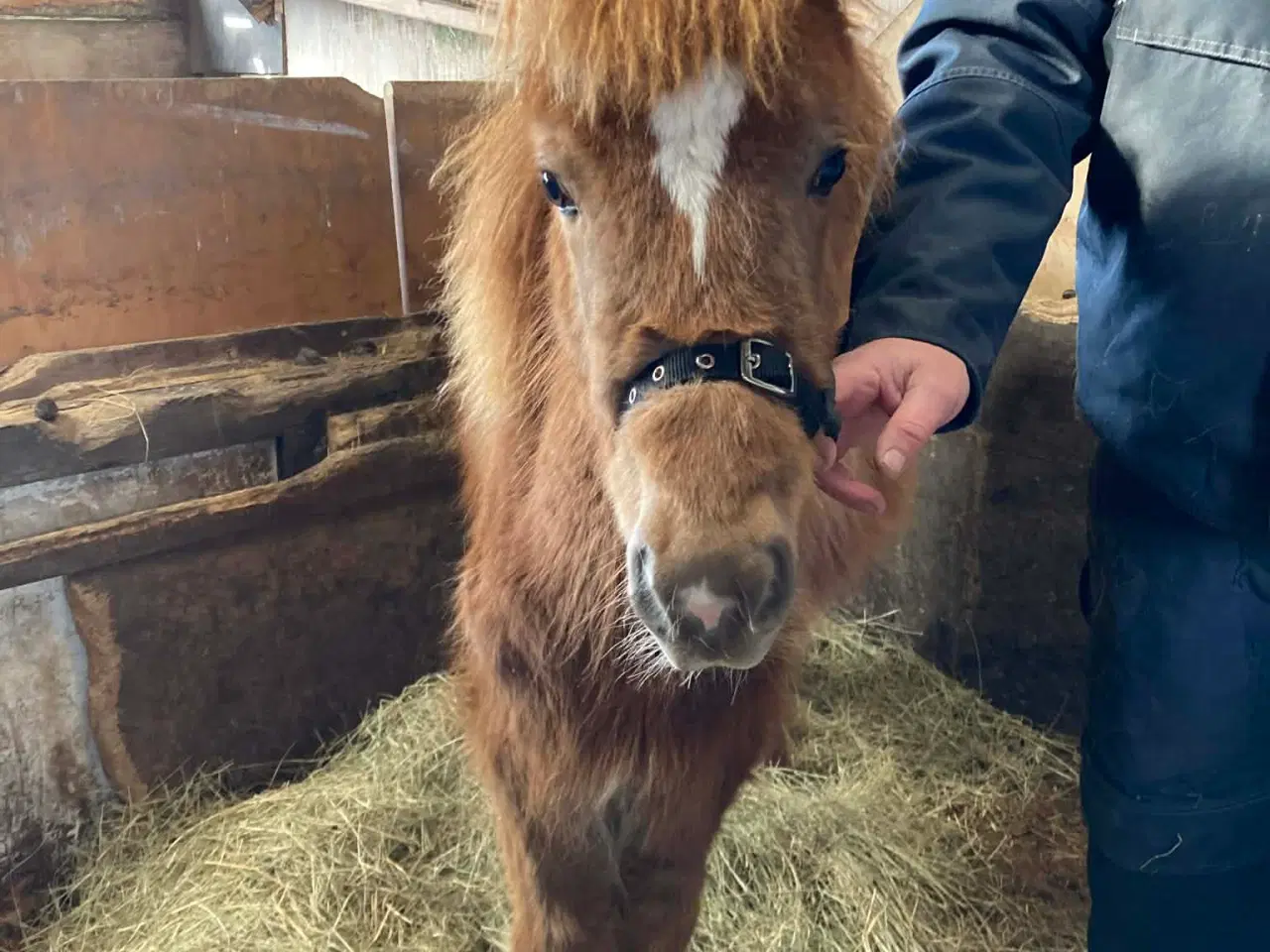 Billede 2 - Charmetrold søger familie