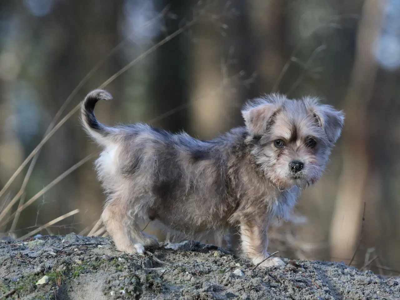 Billede 14 - Bichon havanais x cavalier king charles spaniel