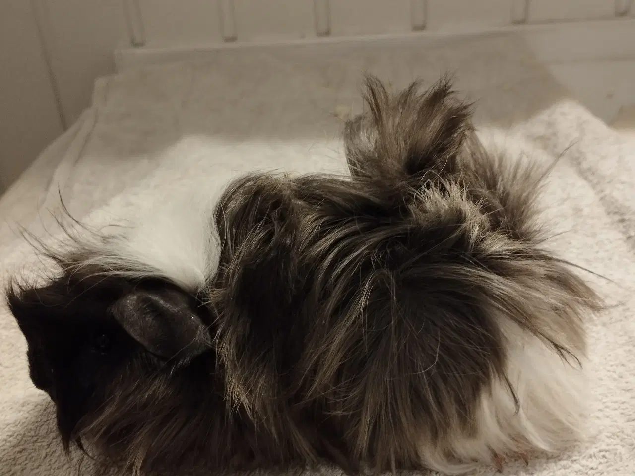 Billede 11 - Ægte sheltie, puruaner ,Texel ,lang hårs hvirvler.