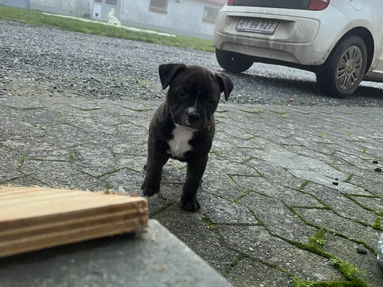 Billede 3 - Skønne og dejlige Staff hvalpe