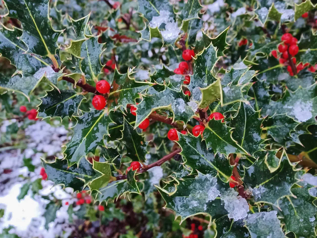 Billede 6 - Troldhasselgrene 2 stk og natur materiale